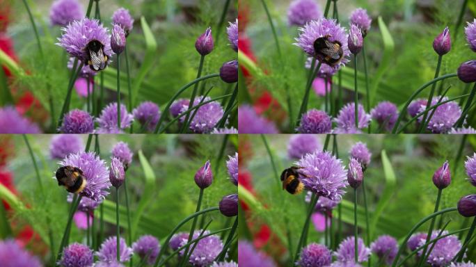 从韭菜花中收集花粉的大黄蜂