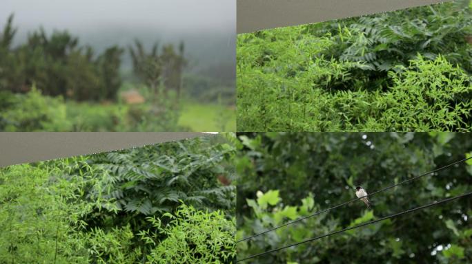 山东乡村别墅的雨景