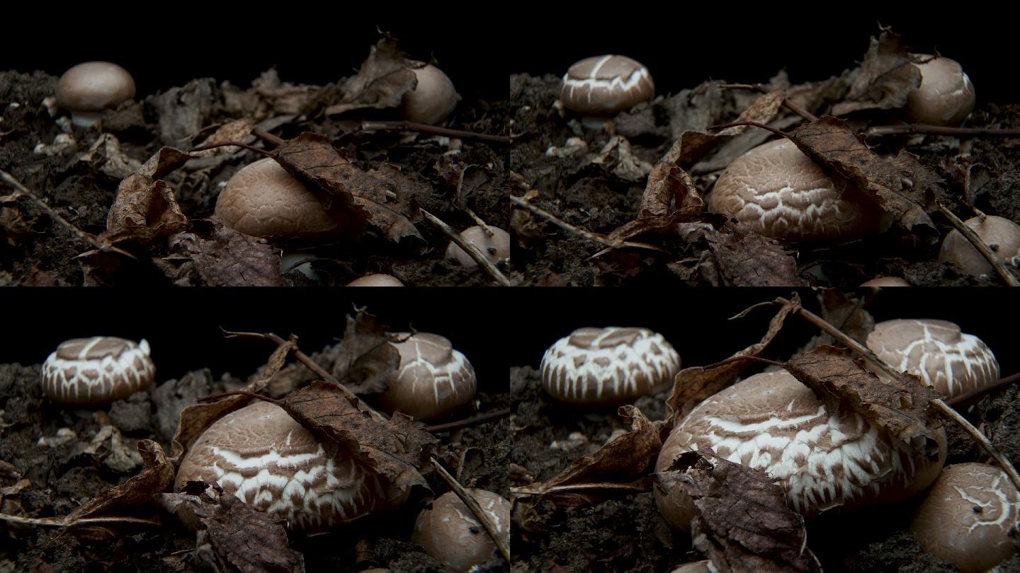 蘑菇的生长菌类植物丛林延时