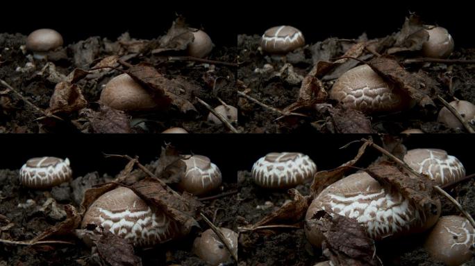 蘑菇的生长菌类植物丛林延时