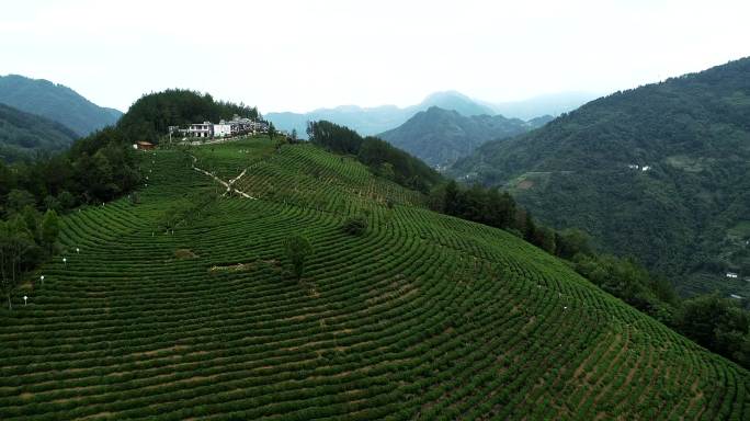 4K紫阳茶叶种植地