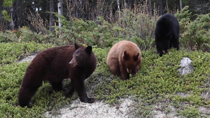 荒野中的黑熊大自然生态美景栖息森林树林