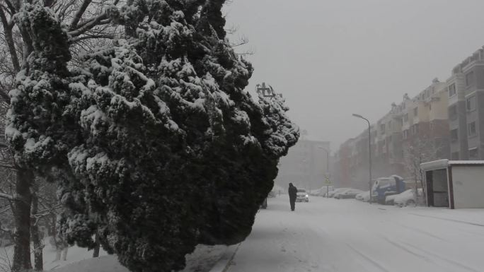 原创视频素材雪景空镜雪花挂在树上的雪