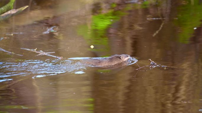 德国北部一只麝鼠游过一条小河