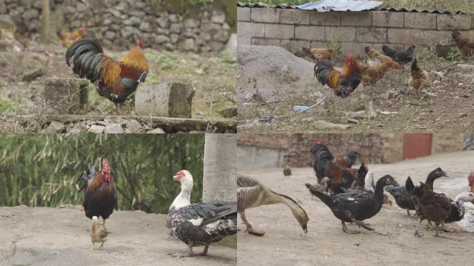农村场景，农村散养鸡，农村放养鸡鸭，鸡群