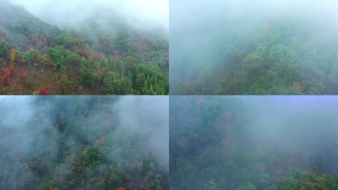雨天枫叶山林间迷雾穿行航拍