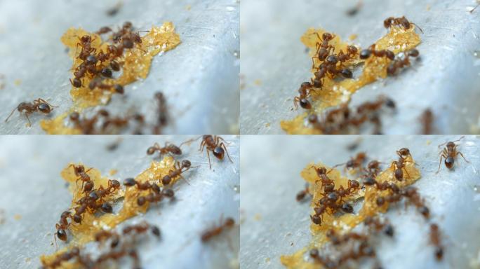 蚂蚁吃东西觅食微距蚁群