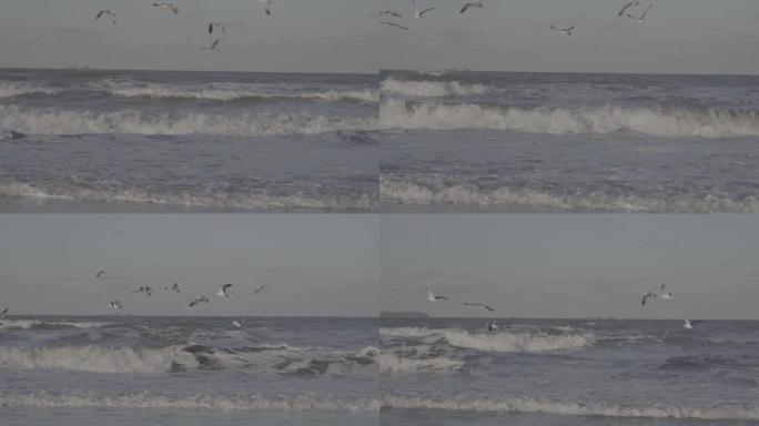 【升格】拍摄海鸥大海海浪浪花【灰片】