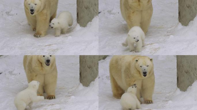 北极熊幼崽视频素材