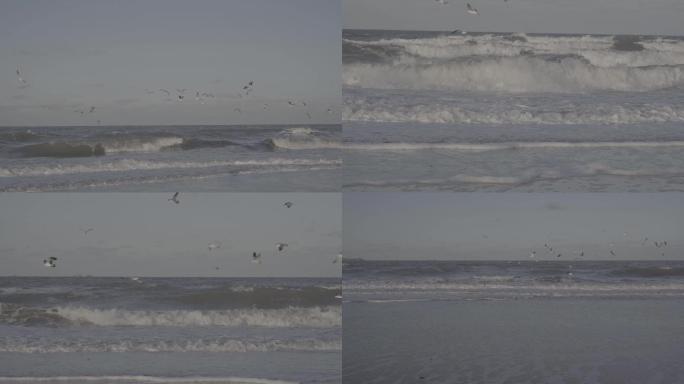 5条【4K】拍摄海鸥大海海浪浪花【灰片】