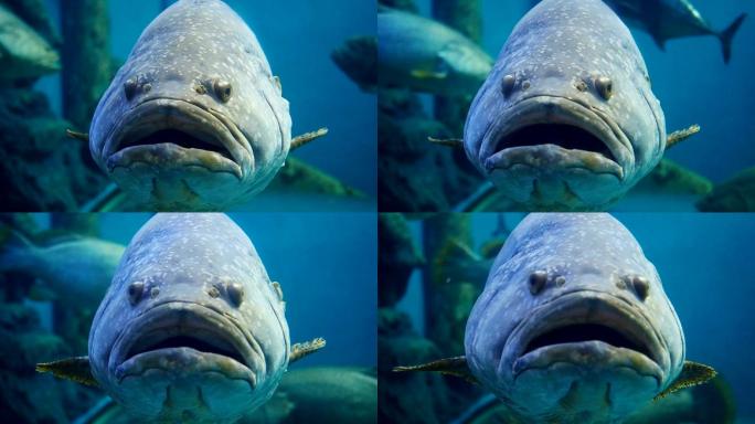 巨型石斑鱼。水族馆海洋馆大海水底生物鱼类