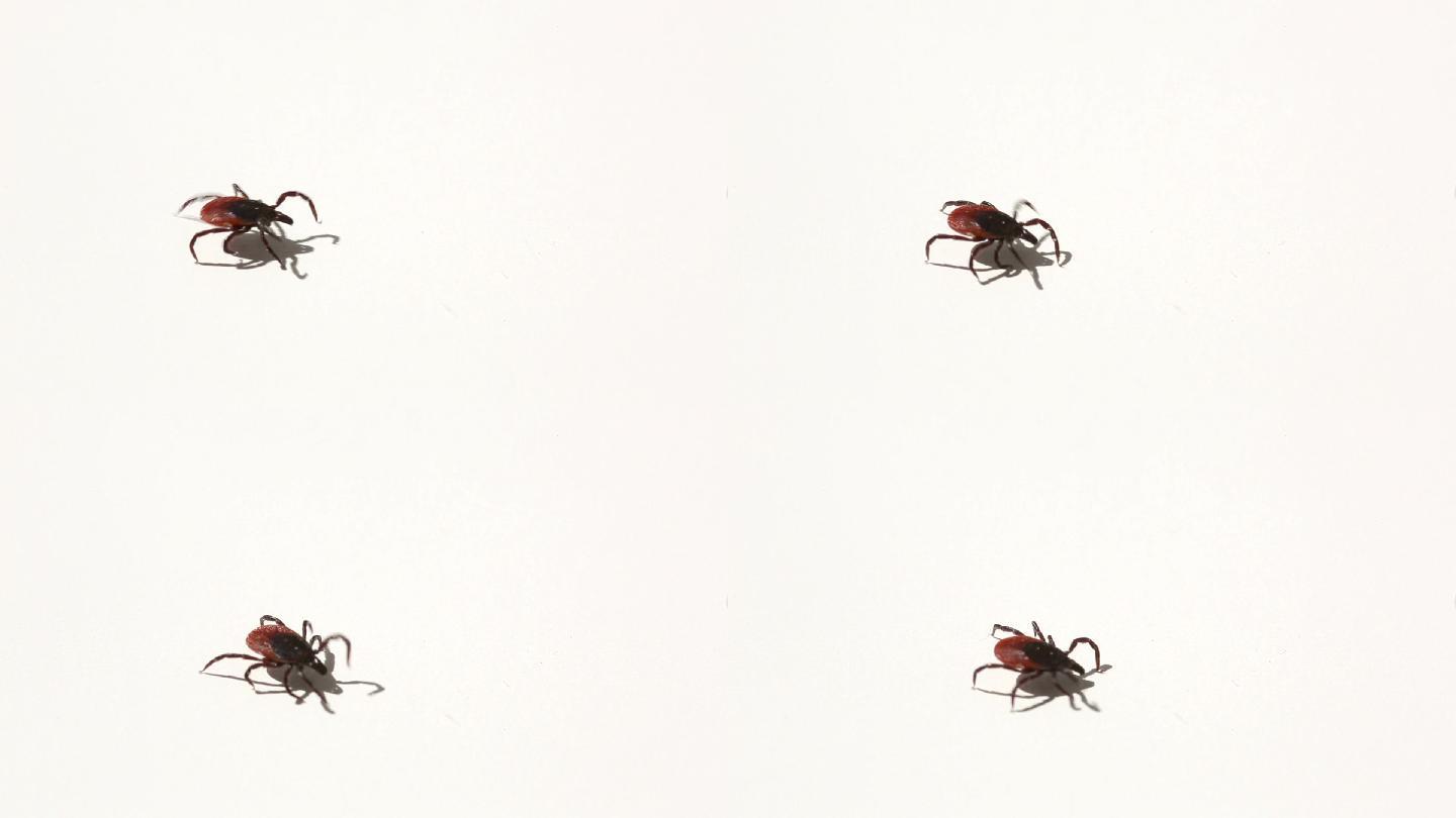 蜱-各种疾病的寄生虫携带者