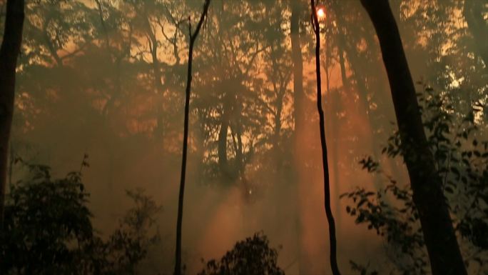 丛林大火被消灭后失火后消防安全