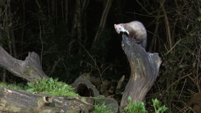 山毛榉貂野生动物观察动物狩猎自然