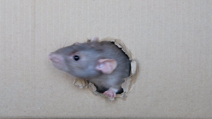 好奇的老鼠从盒子的洞里看