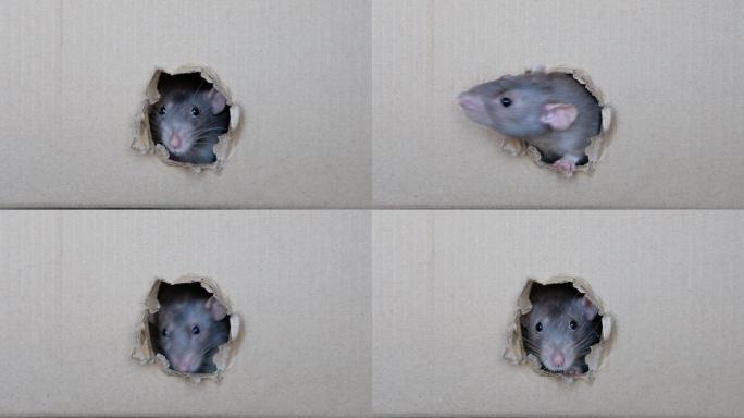 好奇的老鼠从盒子的洞里看