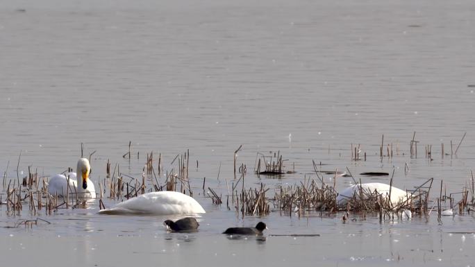 天鹅和鸭子在湖里觅食b