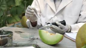 农业研究科学家测试甜瓜糖分和甜度水平视频素材