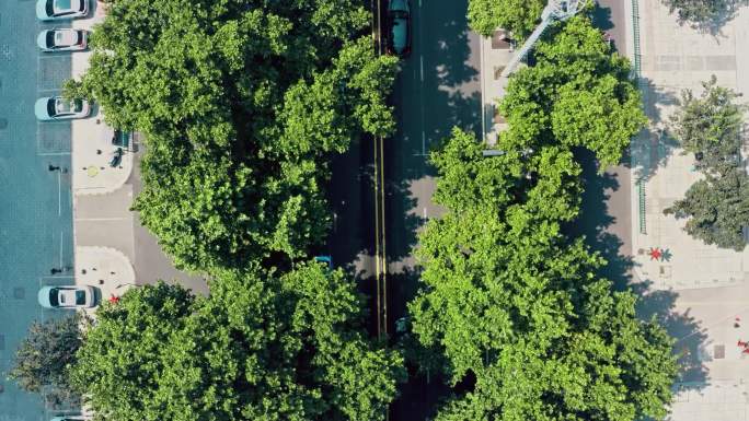 4k高清城市公路梧桐树下的交通视频素材