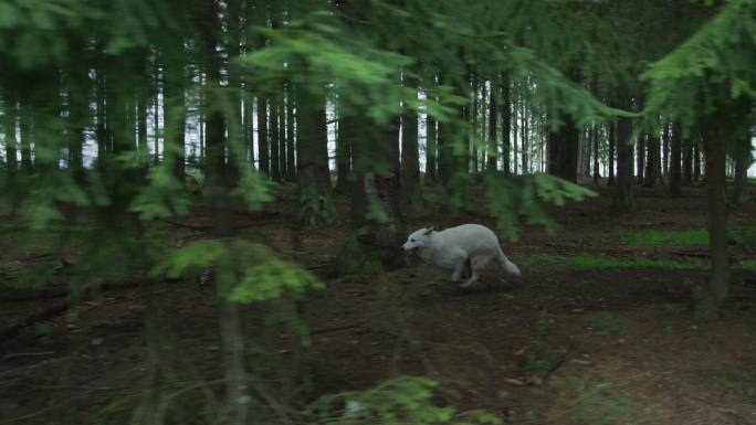 狗跑进了树林大自然猎狗山林丛林