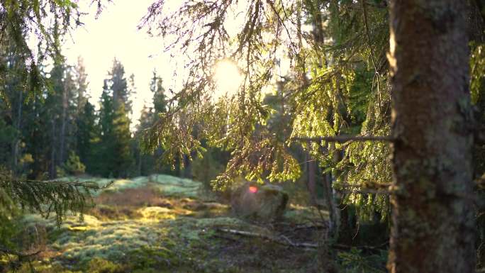 阳光下的松林逆光丛林公园树林空镜空境