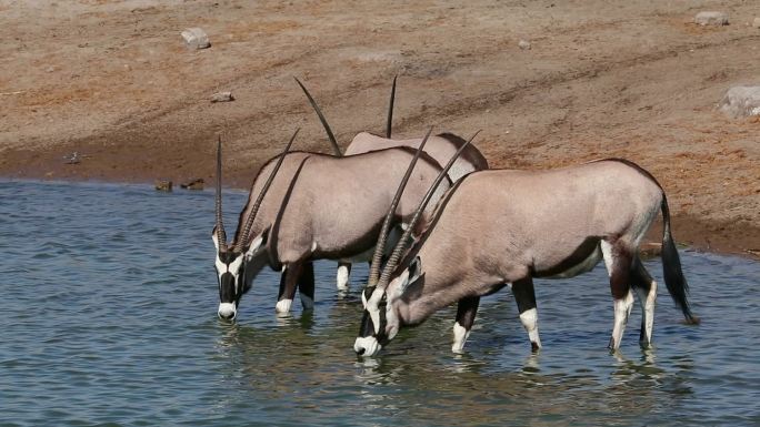 喝水的羚羊野生动物保护动物动物过冬