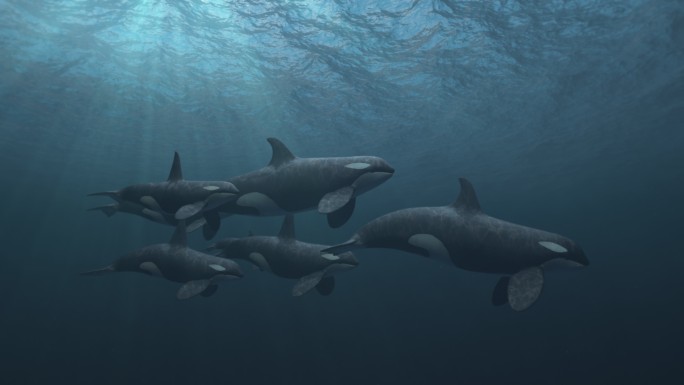成群的虎鲸游过阳光养鱼池海底世界