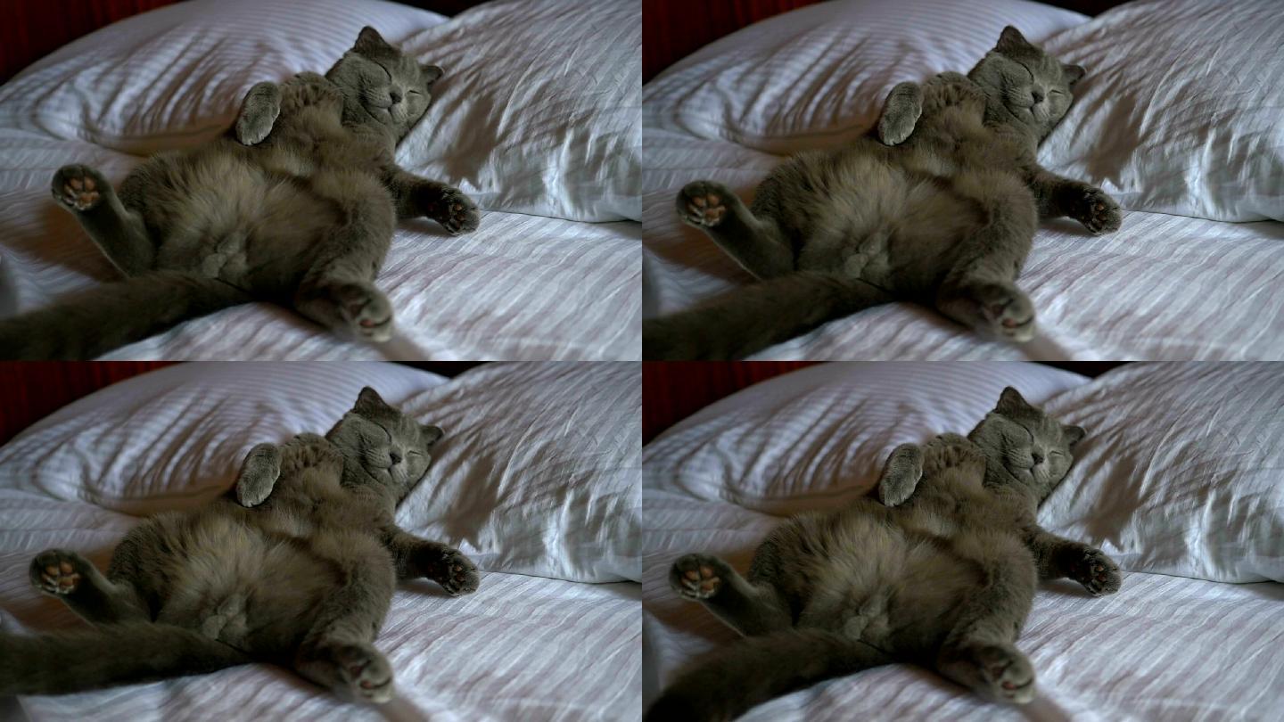 一只猫仰卧在床上睡觉
