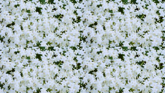 黑接骨木白色花瓣鲜花植物