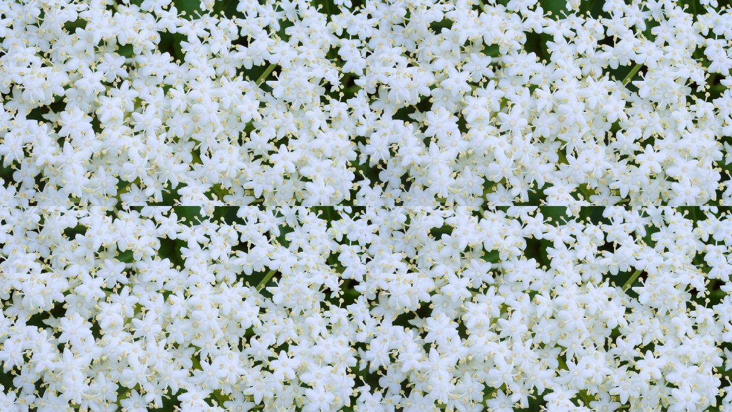 黑接骨木白色花瓣鲜花植物