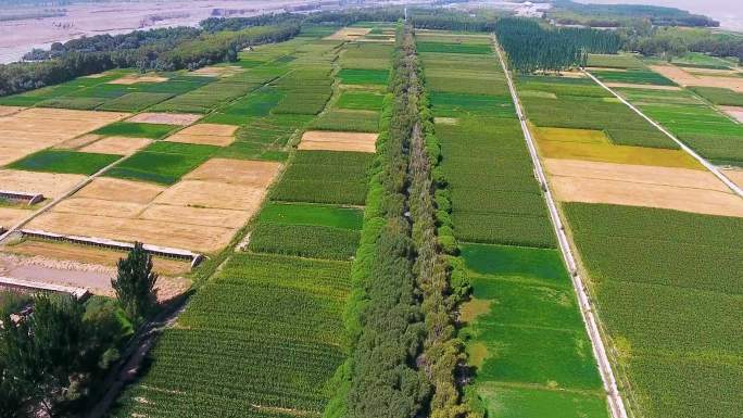 农业百亩农田小麦玉米丰收种植