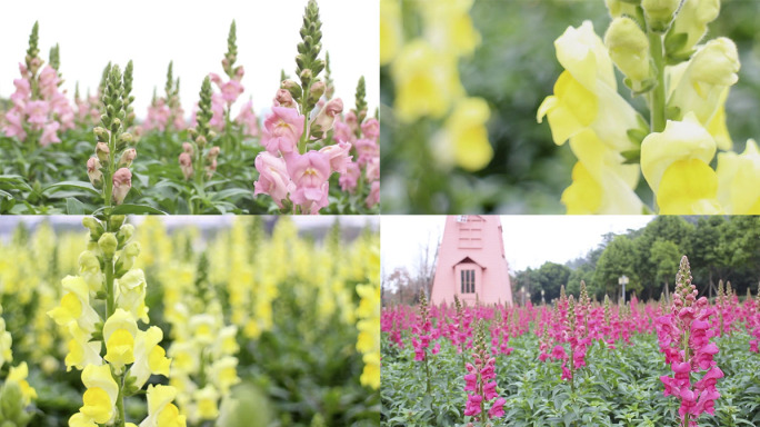 黄花红花粉花-铃铛花