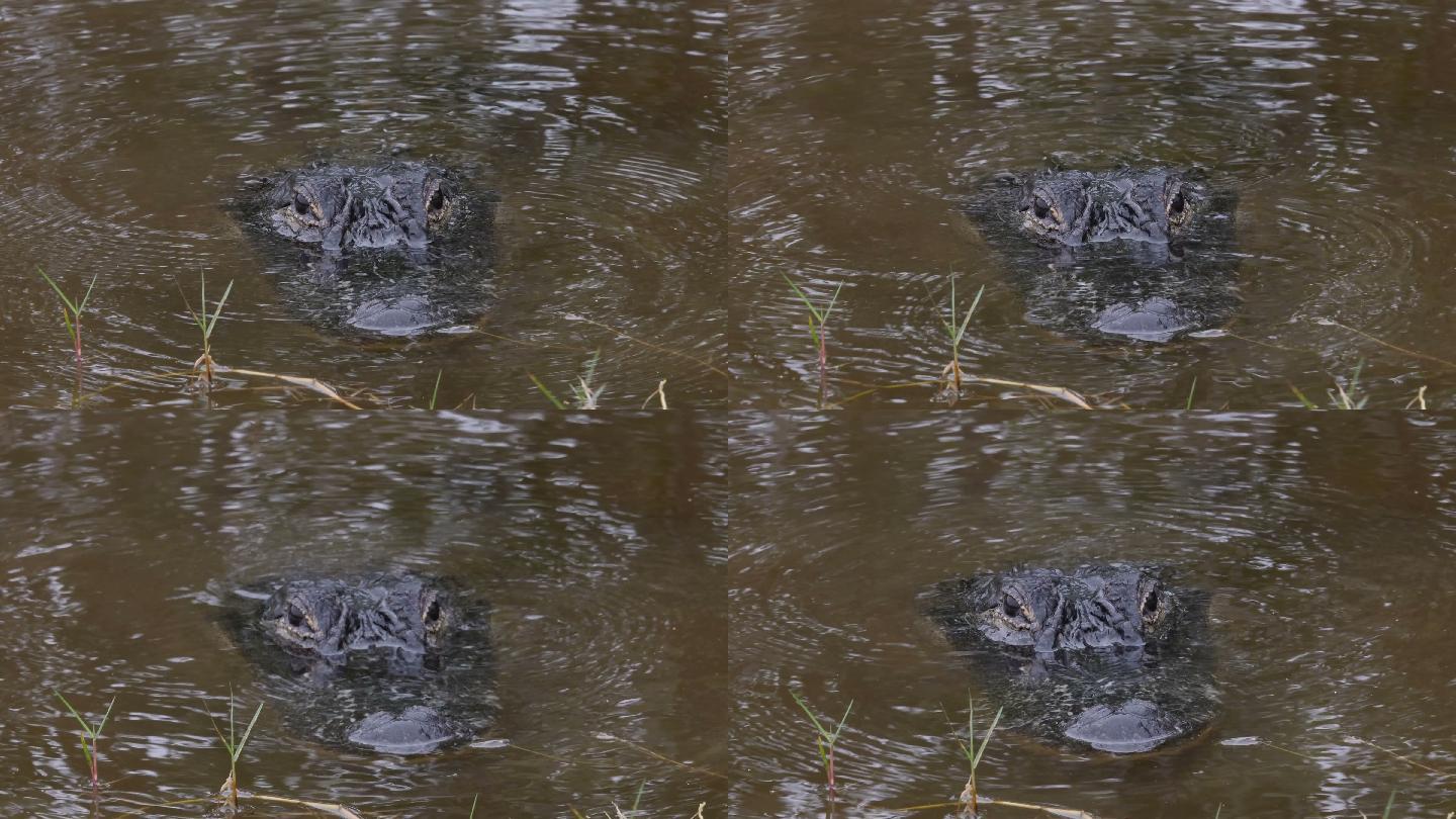 国家公园鳄鱼特写镜头