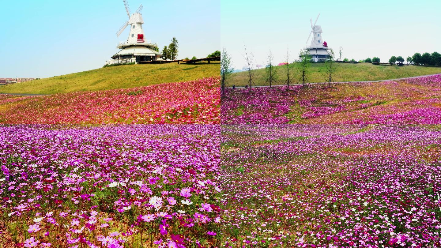 风车花海田园