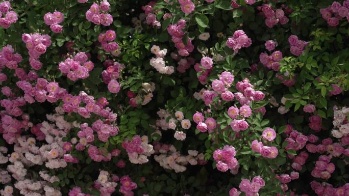 花 蔷薇花 粉色花 路边花 花丛中 蜜蜂