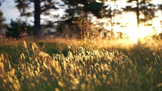 金色的草草丛夕阳逆光