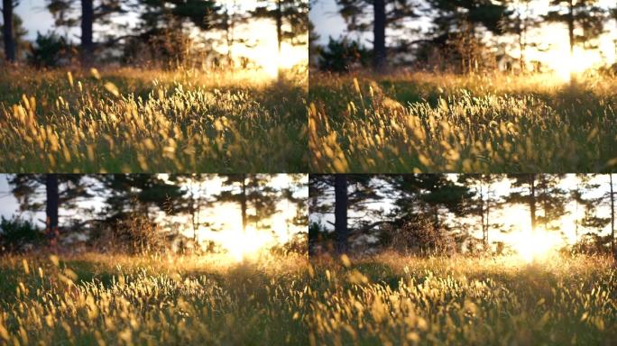 金色的草草丛夕阳逆光