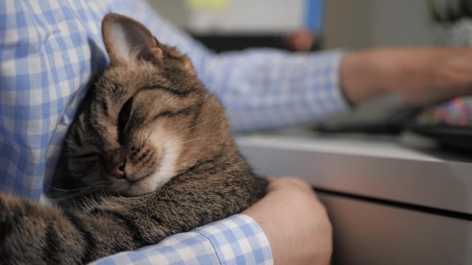 抱着小猫的人萌宠狸花猫闲聊