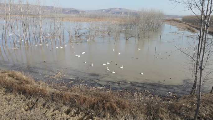 天鹅湖航拍湿地公园黄河廊道A