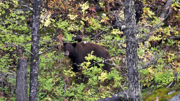 黑熊在山坡上寻找食物