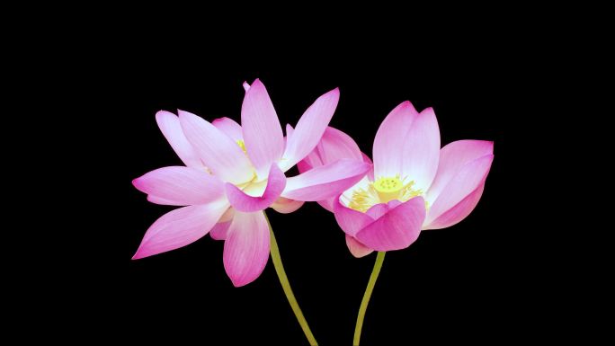 两朵盛开的粉红色莲花
