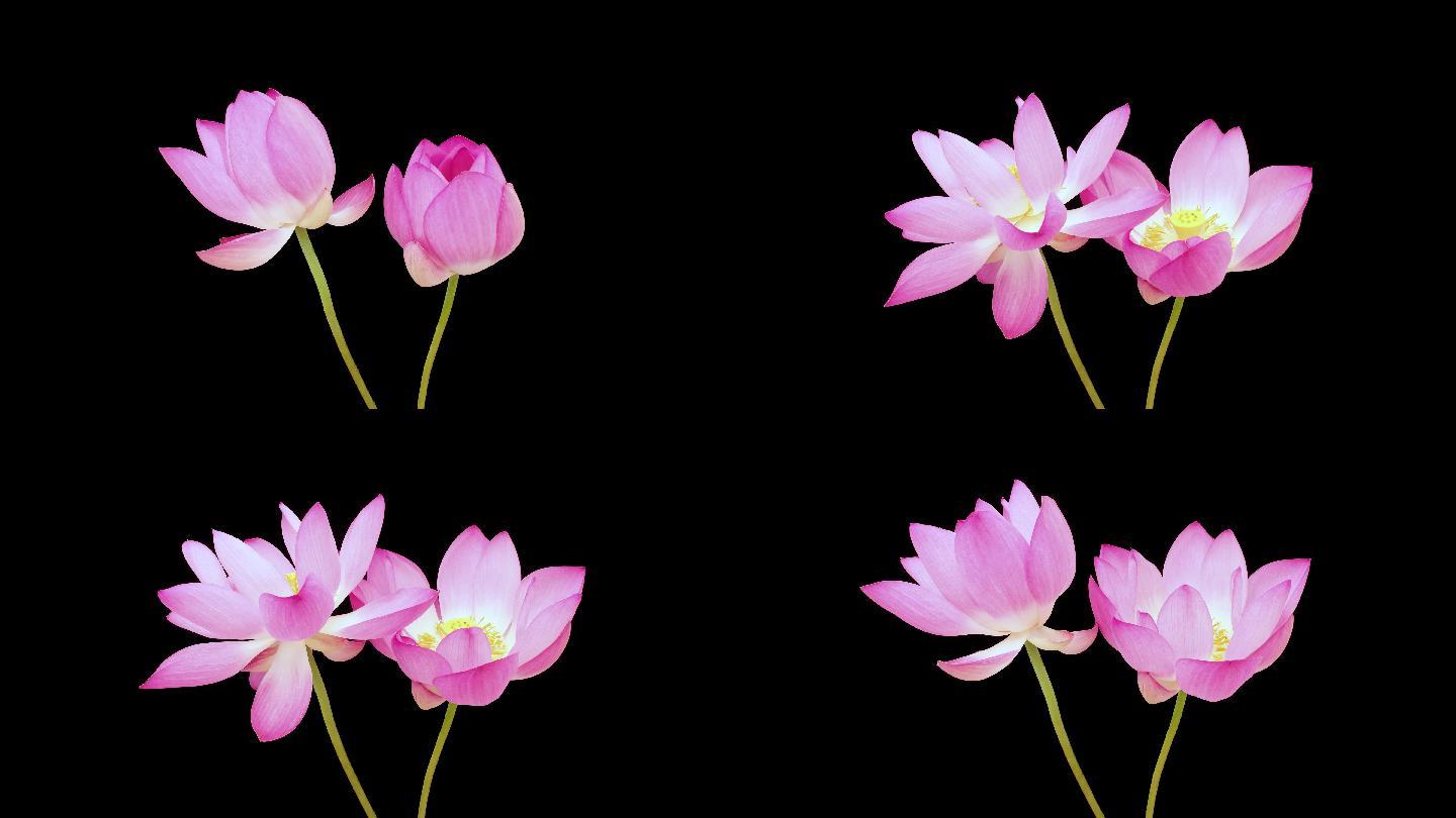 两朵盛开的粉红色莲花