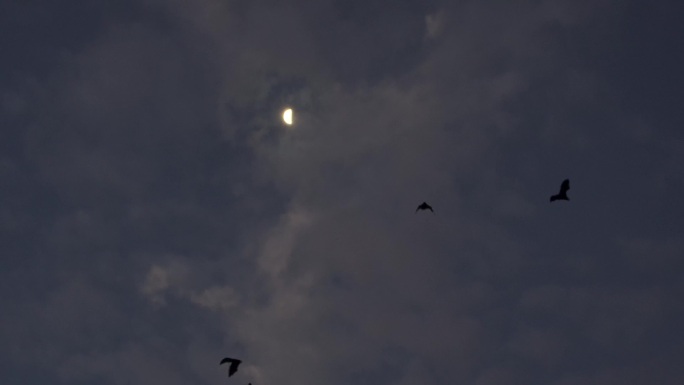 一大群果蝠飞过月亮和云层