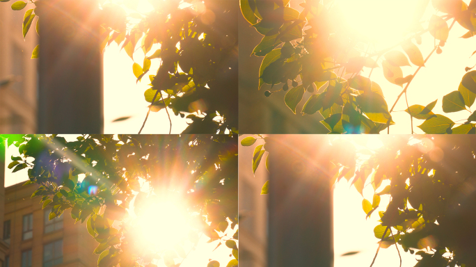 温馨阳光树叶早晨