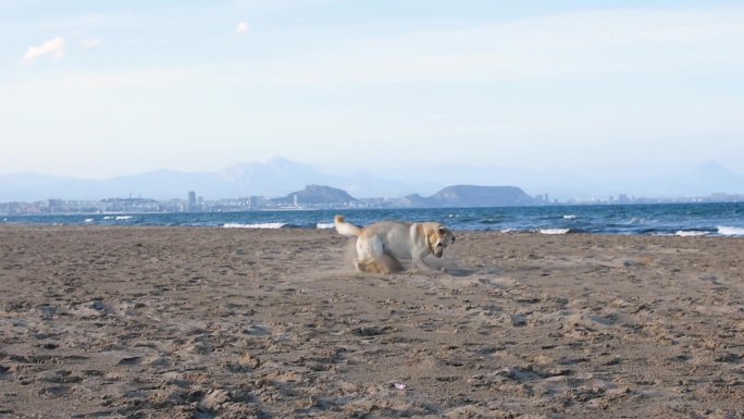 沙滩上奔跑的小狗海边海岸拉布拉多玩耍训练