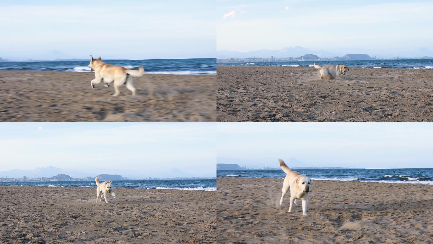 沙滩上奔跑的小狗海边海岸拉布拉多玩耍训练