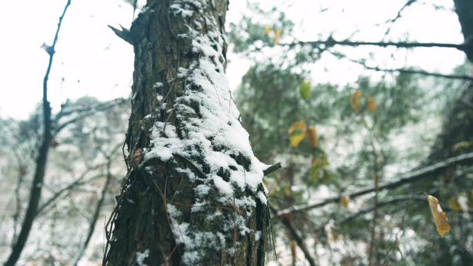 下雪 松树 飘雪