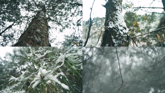 下雪 松树 飘雪