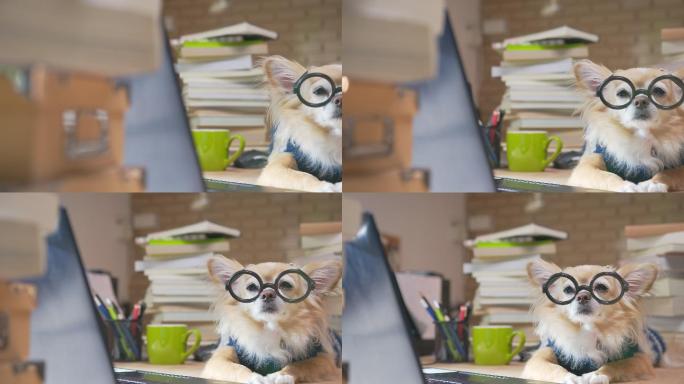 戴着眼镜的小狗知识宠物搞笑幽默