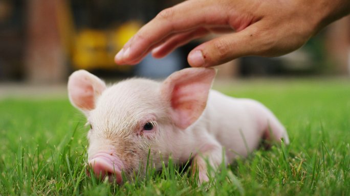 农场里的小猪猪崽猪羔宠物